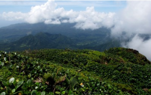 © Discover Dominica