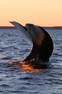 Southern right whale (Peninsula Valdés, Patagonia, Argentina)