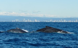 Whale watching Gold Coast