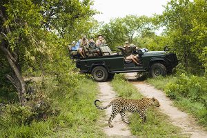 African Safari