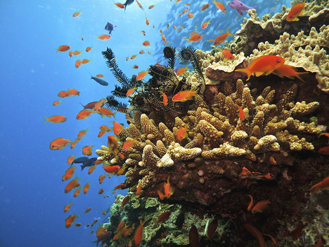 Stony Coral Colony and soldier fish Great Barrier Reef Australia Stony Coral Colony and soldier fish Great Barrier Reef Australia