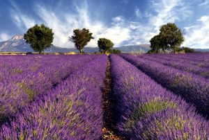 Lavender Fields, Provence