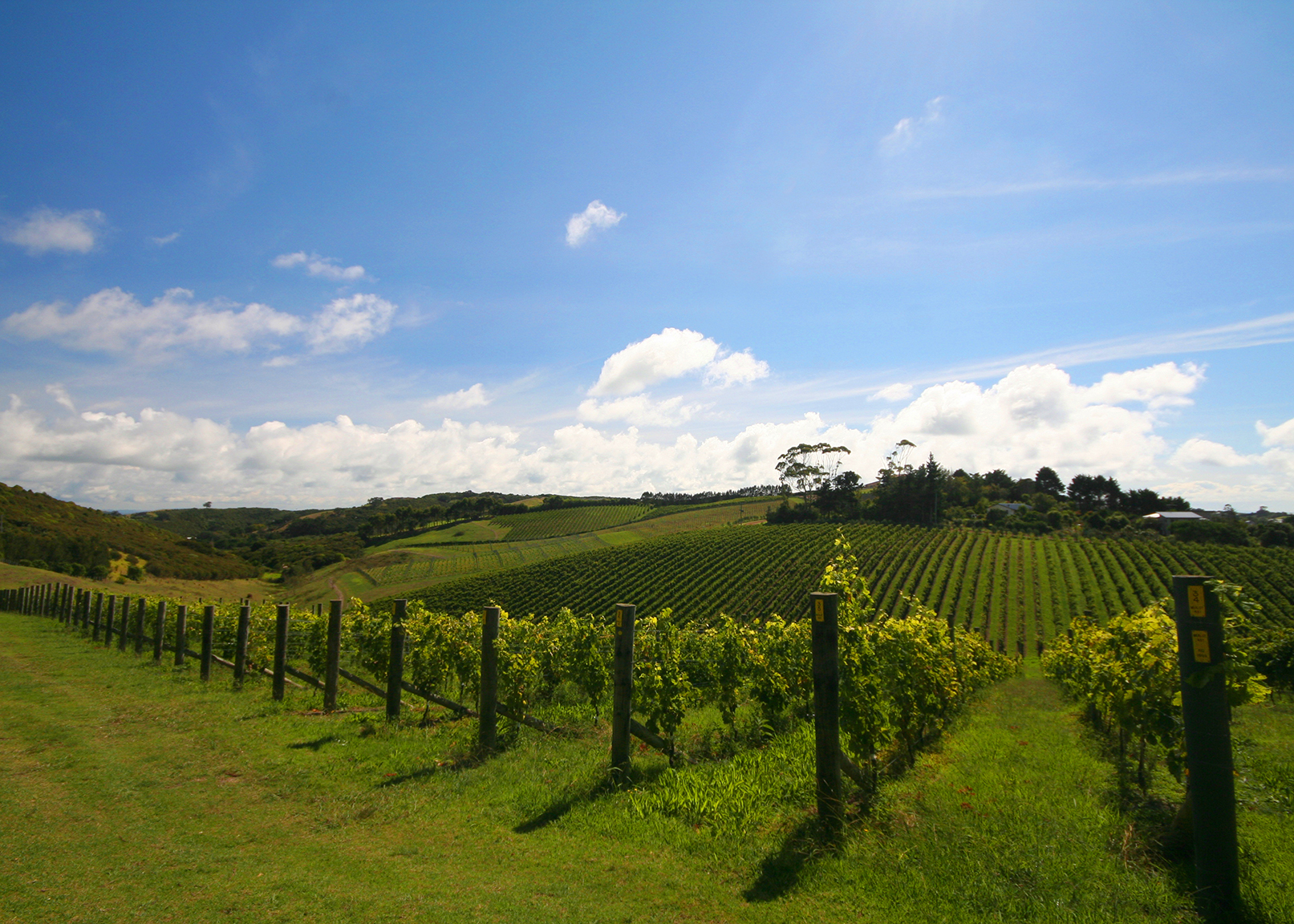 vineyard alignment